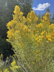 Ericameria nauseosa salicifolia