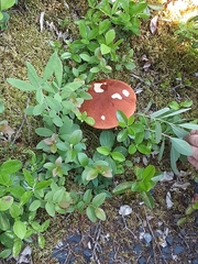 Leccinum aurantiacum