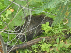 Ondatra zibethicus zibethicus