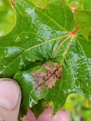 Dasineura communis