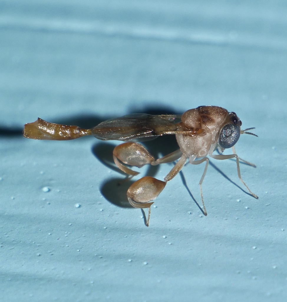 Smicromorphinae