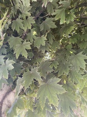 Acer grandidentatum