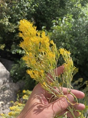 Ericameria nauseosa salicifolia