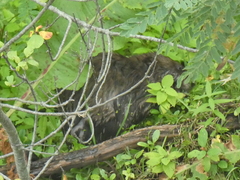 Ondatra zibethicus zibethicus