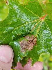 Dasineura communis