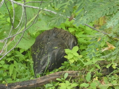 Ondatra zibethicus zibethicus