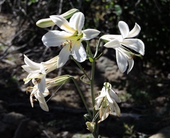Lilium washingtonianum