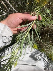 Ericameria nauseosa salicifolia