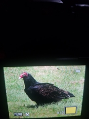 Cathartes aura