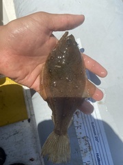 Citharichthys sordidus