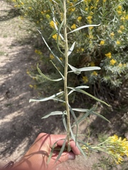 Ericameria nauseosa salicifolia