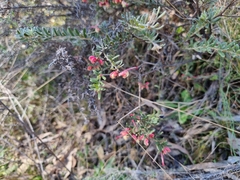 Grevillea lanigera