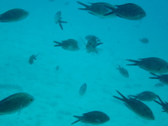Chromis chromis