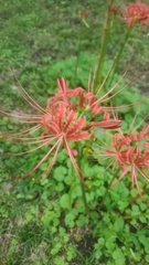 Lycoris