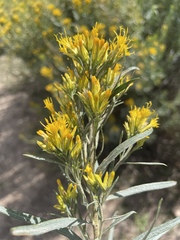 Ericameria nauseosa salicifolia