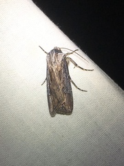 Agrotis venerabilis