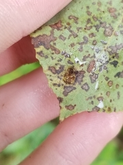 Phyllocoptes didelphis