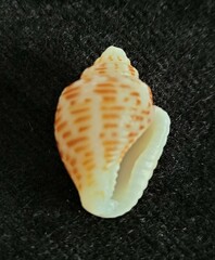 Columbella mercatoria