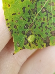 Phyllocoptes didelphis