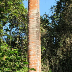 Attalea butyracea