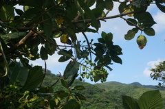 Semecarpus cuneiformis