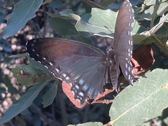 Limenitidinae