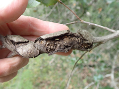 Dryocosmus asymmetricus