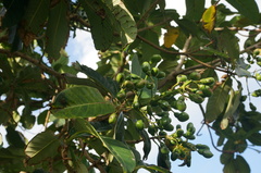 Semecarpus cuneiformis