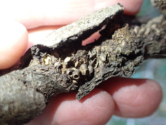 Dryocosmus asymmetricus