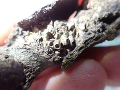 Dryocosmus asymmetricus