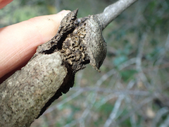 Dryocosmus asymmetricus
