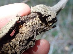 Dryocosmus asymmetricus
