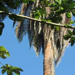 Attalea butyracea