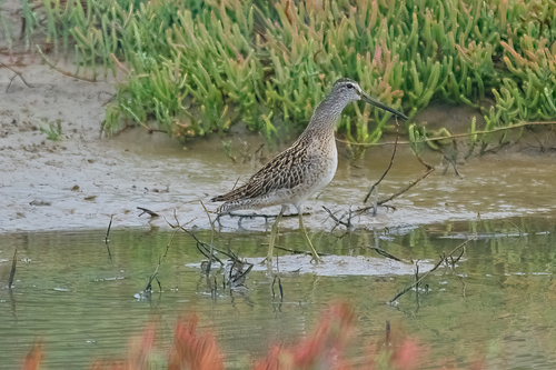 Agujeta gris (Limnodromus griseus)