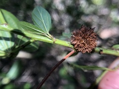 Asphondylia ceanothi