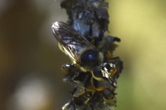 Laphria
