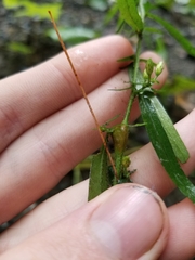 Neolasioptera ramuscula