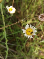 Erigeron longipes