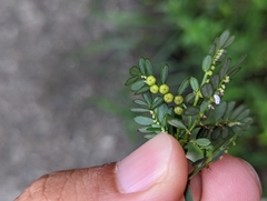 Phyllanthus urinaria hookeri