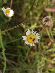 Erigeron longipes