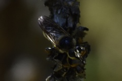 Laphria