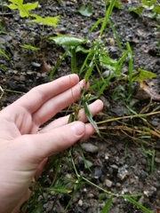 Neolasioptera ramuscula