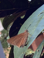 Asbolis capucinus