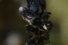 Laphria