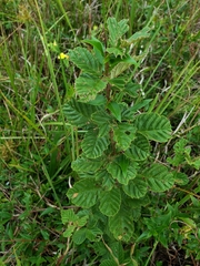 Rubus cuneifolius
