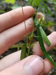 Neolasioptera ramuscula