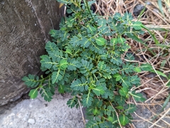 Phyllanthus urinaria hookeri