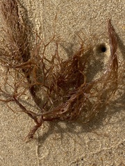Gracilariaceae