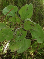 Tithonia tubaeformis