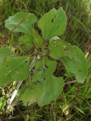 Tithonia tubaeformis